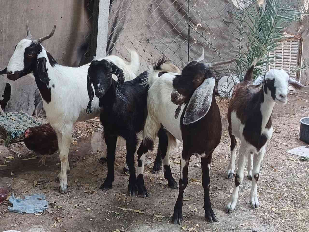 صخول • ماخذات فحل • نجف الاشرف