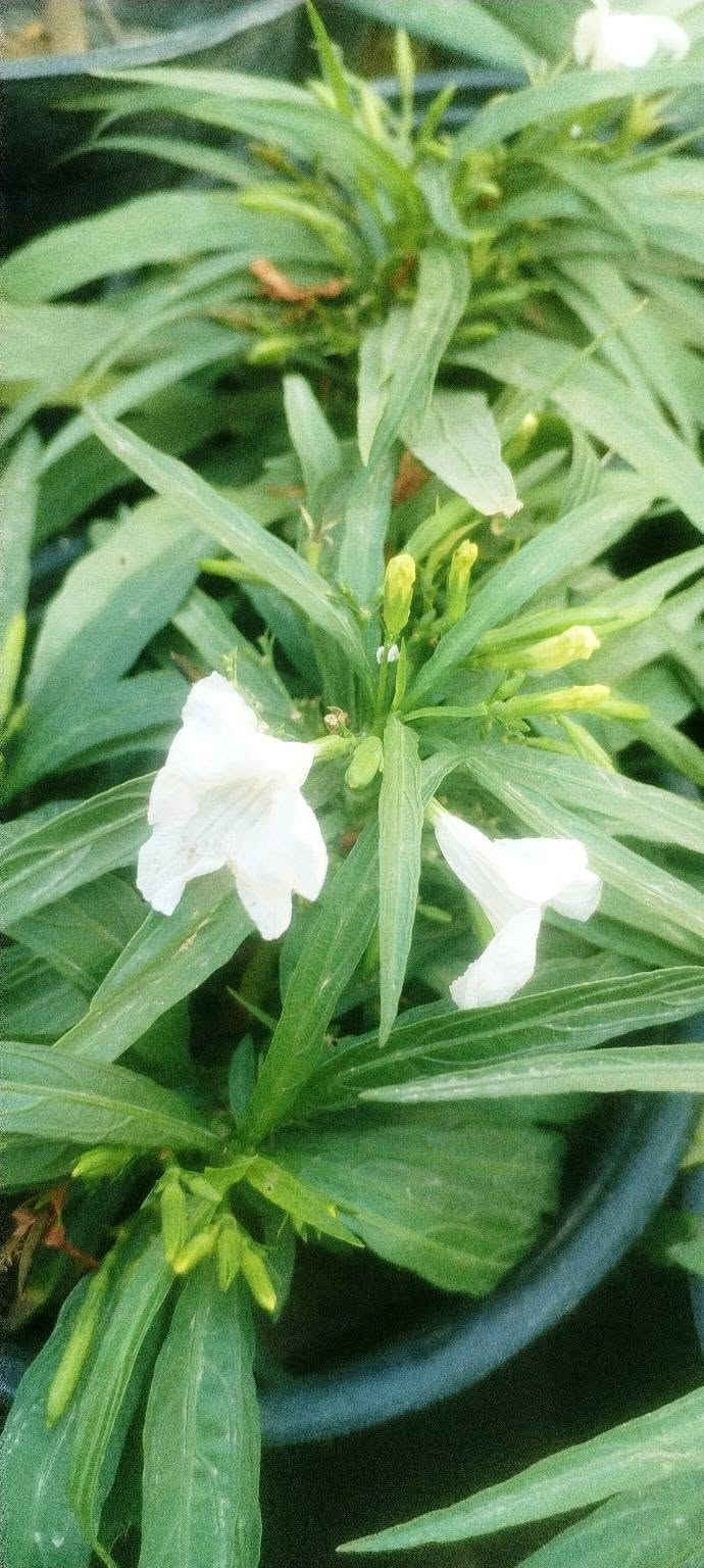 وهاي وجبتنا الجديدة❤️🌷🌹 
  بالصور والأسعار راح انشرها الكم حتة لتعبون🌺💓💮 
 فقط اللي عليكم تراسلونا وتحجزون🌻🌻 
او تزورونا بموقعنا💐🌹🌺 
خانقين بختياري الثانيا نهاية شارع العصائب واسواق صالح🌹💐🌹💐
 حمود وعدنا توصيل🚕🚕🚕🚕
داخل خانقين وجلولاء والسعدية راسلونا وتدللون ❤️💓❤️💓

