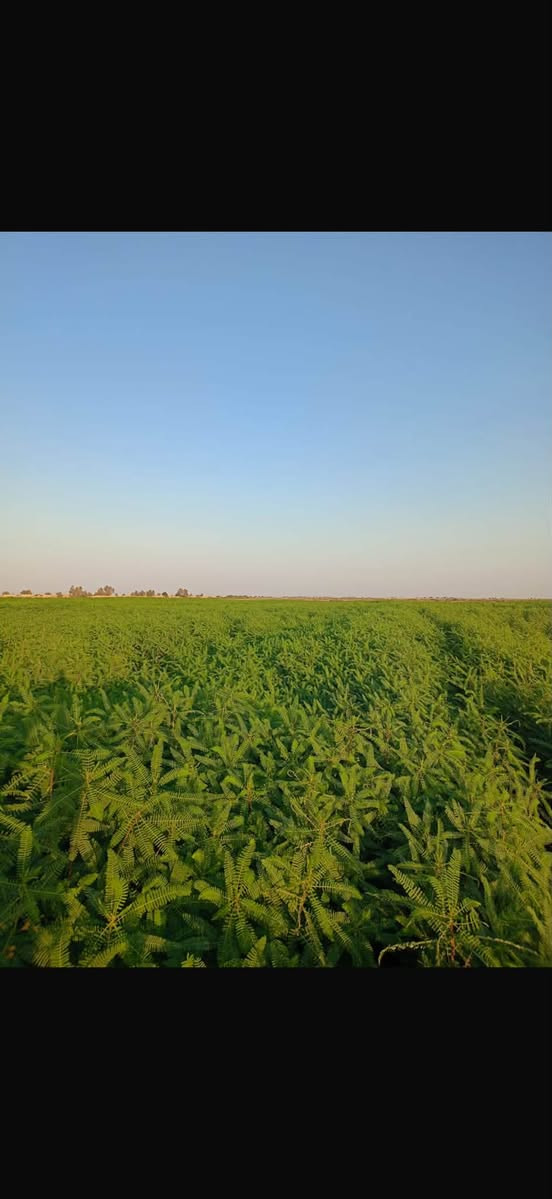 السلام عليكم
كاع 30 دونمً سيسبان 
ماي حلو متوفر عله السابلة الكبيره

قرية  العبودة 
***********
