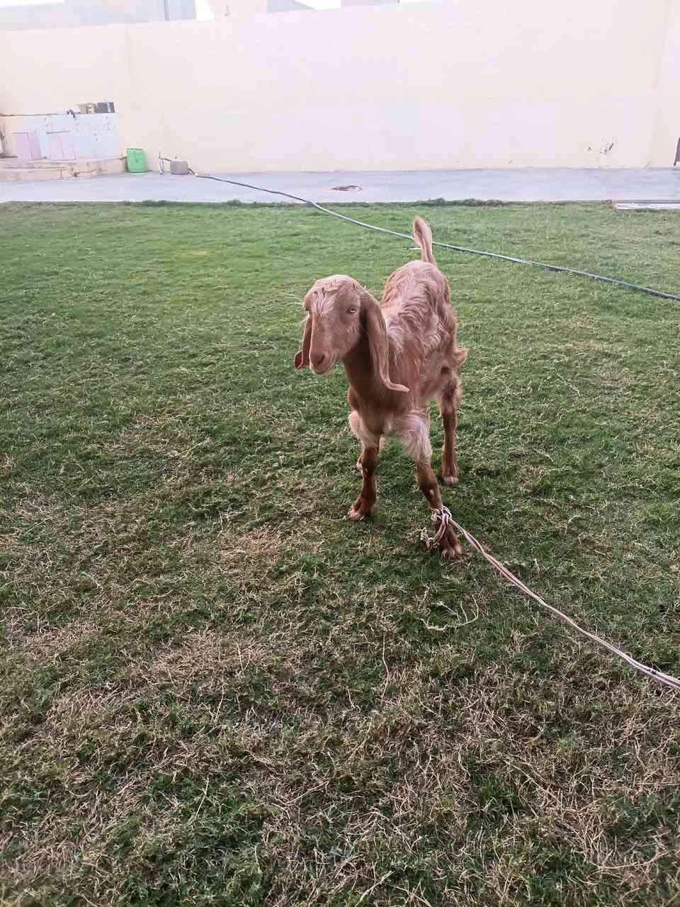 صخله شاميه • حلوه • الكرابله