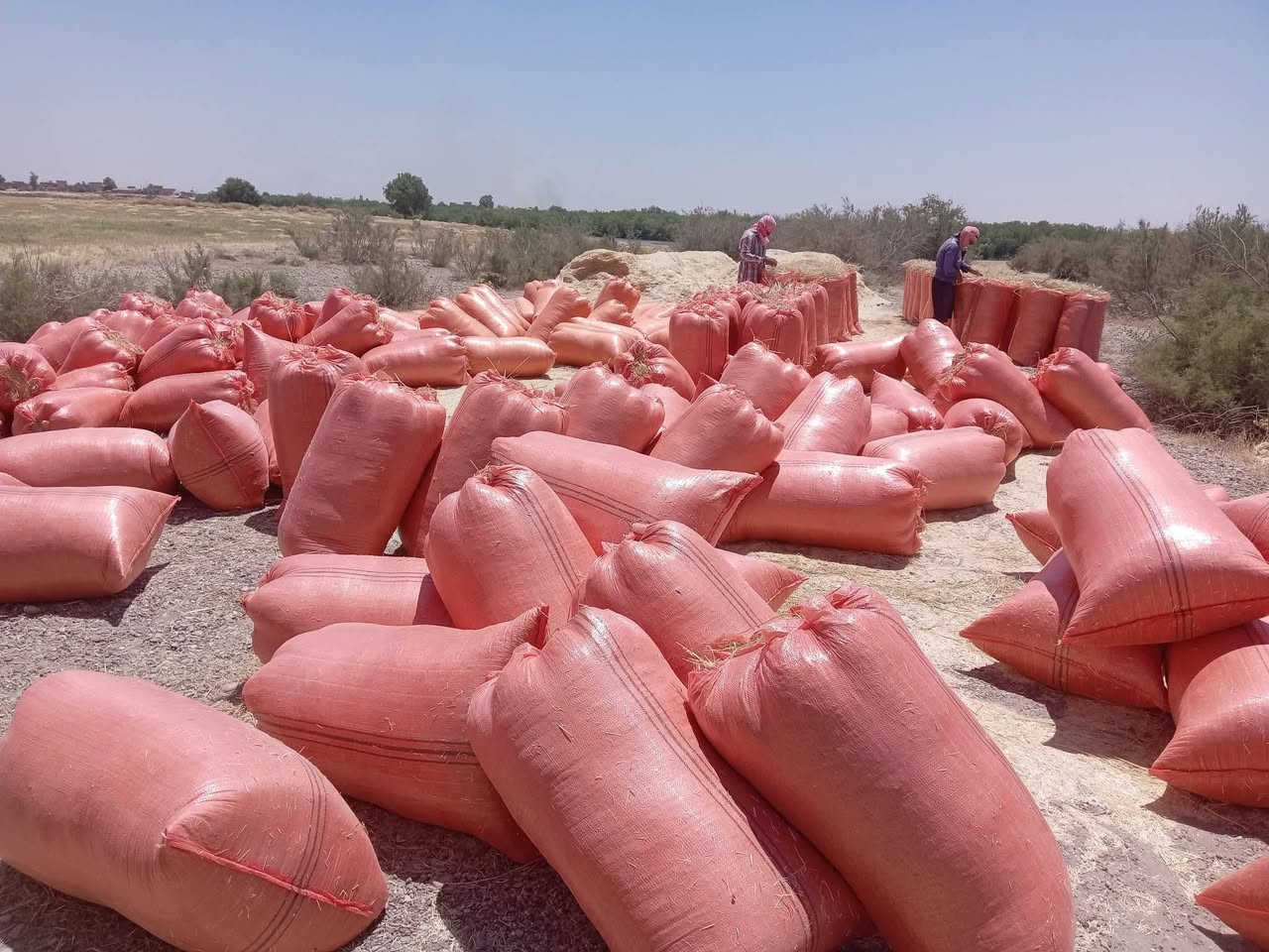 السلام عليكم يوجد تبن للبيع شلفان السعر ٣٠٠٠ الشليف واصل البيت ومال الحنطه مال السنه شرط نضيف القياس الشليف عرض ابو ٧٠ ارتفاع ١١٠ ويوجد خدمة توصيل والاستفسار *********** *********** /وملاحضه يوجد تبن عرباين دبل الكميه خير من الله /وشرط نضيف وناعم مال السنه /المكان قضاء الشرقاط قرية شاطي الجدر
