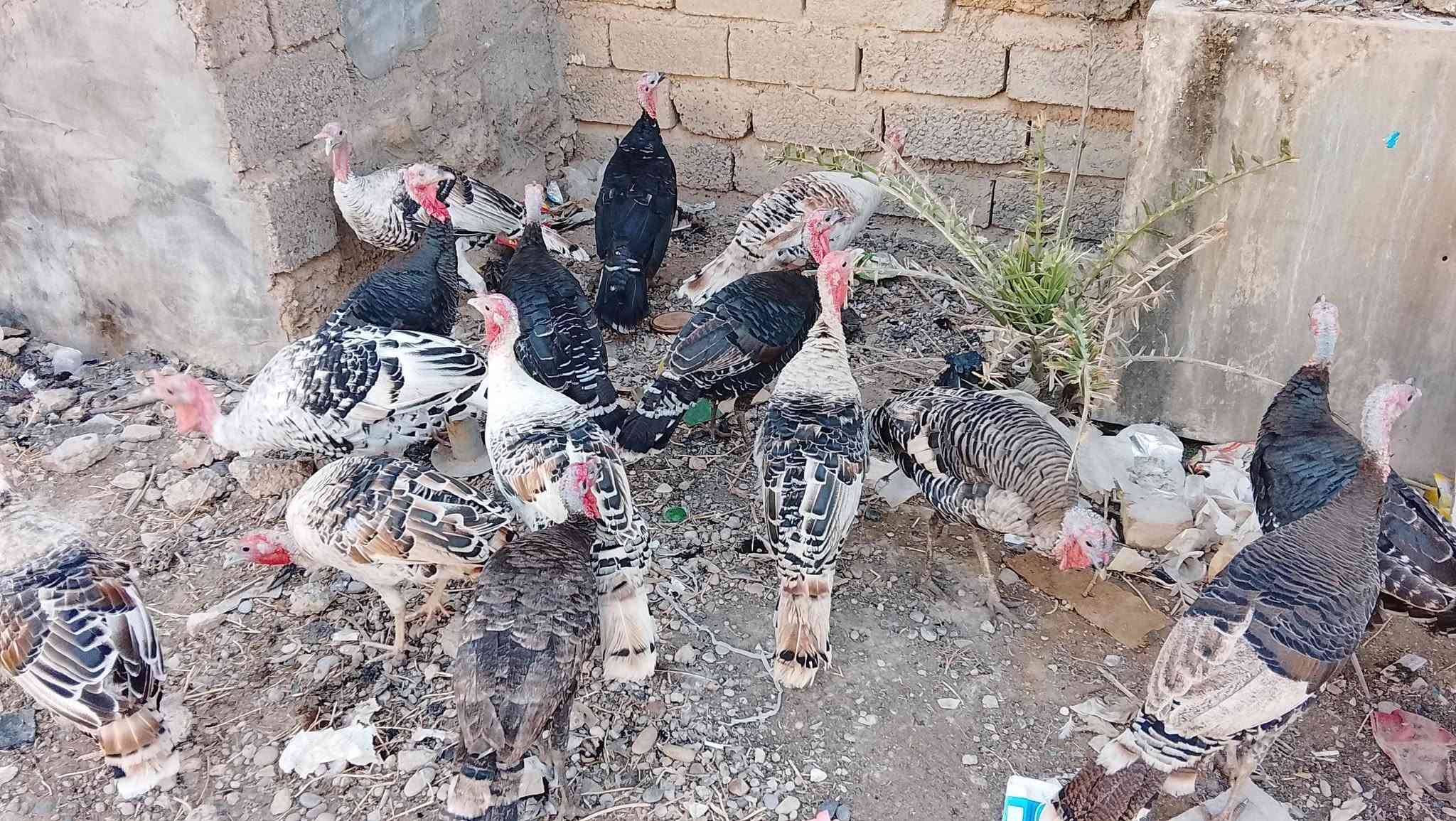 ١٤امايه • بنات السنة • تكريت القادسيه