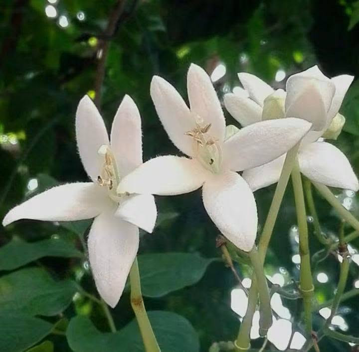 🌿 السلام عليكم ورحمة الله وبركاته 🌿
أهلًا وسهلًا بأحلى متابعين 🌸💚

🌱   توفرت شجرة ملنجتونيا العطرية
✨ إذا تحبون الأشجار اللي تجمع بين الجمال والرائحة العطرة… فهذي الشجرة تستحق اهتمامكم! 😍🌿
وبسعر ١٢ الف
🌿العنوان / بابل المحاويل 
🌿للحجز والاستفسار يرجى مراسله الصفحه او واتساب ***********
🌿 يتوفر لدينا خدمه توصيل لجميع محافظات العراق 🚛 

الاسم النباتي: ميلينجتونيا هورتنسيس
الاسماء الشائعه ..شجرة الياسمين أو شجرة الفلين الهندية، وهي شجرة عطرية فواحة جدا من اجمل الاشجار 🌳🌳التي تزينت بها 🌾دبي وكل الامارات العربية المتحدة حديثا و العديد من دول الخليج و غيرها لقوة تحملها للظروف القاسيه وهي شجرة بيئية جميلة سبقنا اليها الكثير فهي ناجحة في كل الدول المحيطة بِنَا دخلت إلينا عن طريق البذور ونتمنى ان تحرص المشاتل على استنباتها لجمالها ورائحتها العبقة الجميلة ولمنافعها الطبية الهائلة وفائدتها الاقتصادية فهي تدخل بصناعة العطور ولقدرتها على تحمل المناخ القاسي...
موطنها:  آسيا وجنوب شرق آسيا.
رعايتها: هي شجرة سهلة العناية.  يجب أن تكون التربة جيدة التصريف وخصبة أيضًا.  فيما يتعلق بالتغذية ، كما أنها تتحمل الملوحة🥴🥴 ويمكن تقليمها بسهولة. من الأفضل دائمًا إبقاء التربة رطبة قليلاً💦💦.

نص مكتوب في الصور:
- PHOTO: TUEANG
- ชื่อ : Millingtonia hortensis L. f. mydokhome.com