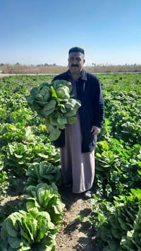 يوجد لدينا بذور خس ابيض وسحاقي اتصل 07800127041 07758876942