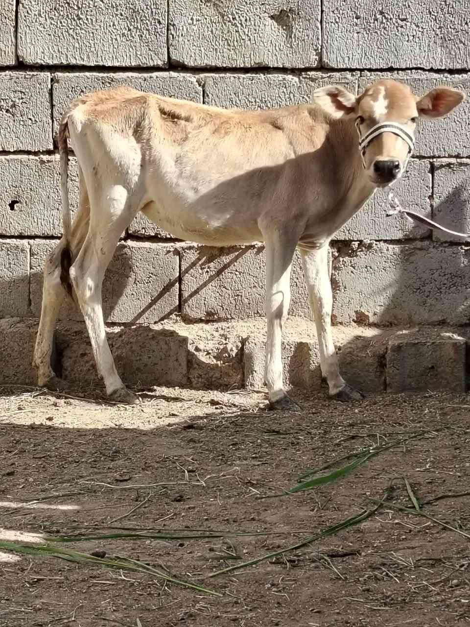 السلام عليكم
للبيع حوليه جنس هولنديه اصليه عمرها ٤ أشهر ترهم ربط وجنيه وشرط النصاحه السعر 780 وبيها مجال قليل الاستفسار الاتصال على الرقم *********** // *********** موجود توصيل حسب الاتفاق
