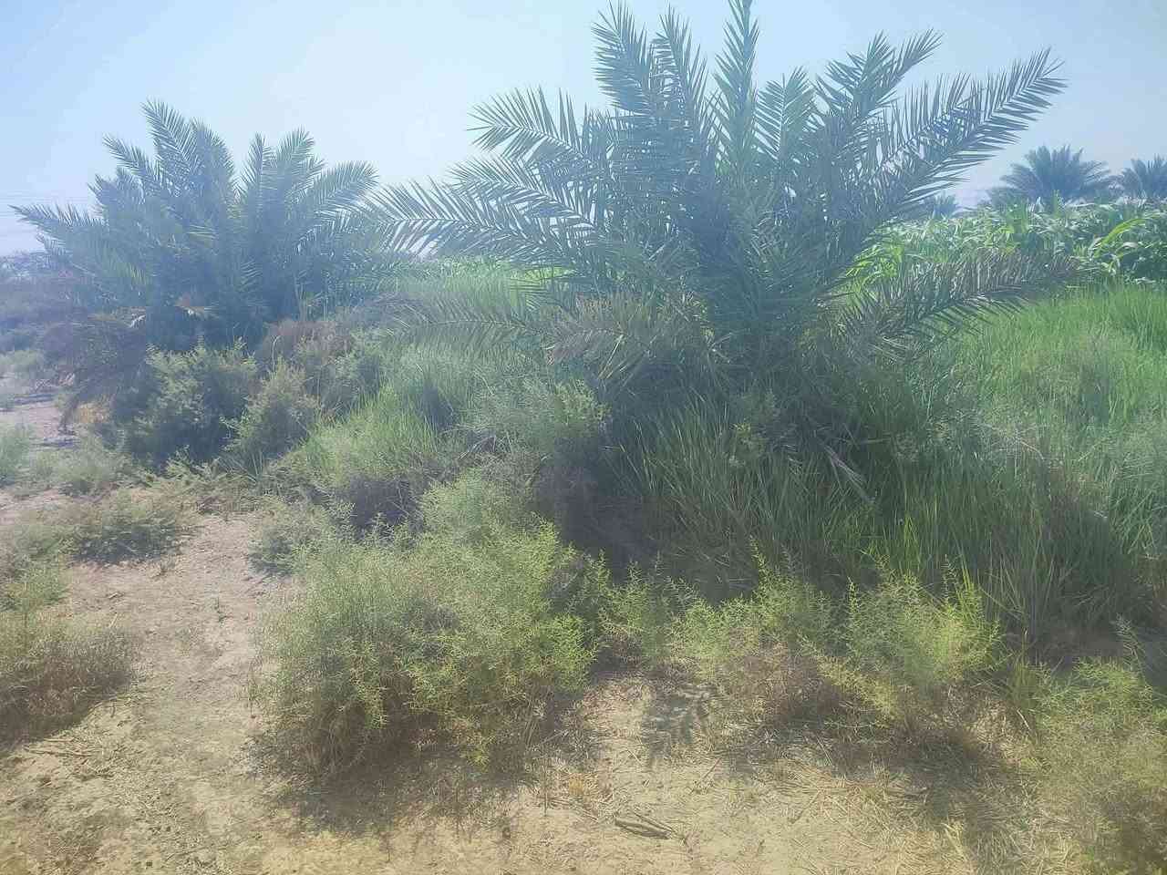 🌴 فرصة استثمارية ممتازة بسعر مناسب جداً – أرض زراعية للبيع 🌴

​المواصفات:

​المساحة: 3 دونم.

​الجنس والسنَد: زراعية (طابو - سند 25 مفوضة بالطابو).

​الأشجار: تحتوي على نخيل مثمر.

​الخدمات: 

​ماء سقي متوفر (صيفاً وشتاءً).

​كهرباء متوفرة.

​ماء إسالة متوفر.

​الموقع: طريق (حلة - نجف) / قرب مجمع البيان السكني (تبعد 500 متر فقط عن الشارع الرئيسي).

​السعر: بسعر مناسب جداً ومشجع للاستثمار! 

​📞 للاستفسار والتواصل:

***********
