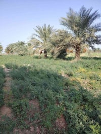 ارض زراعيه • نخيل سند ٢٥ • ٦ دونم