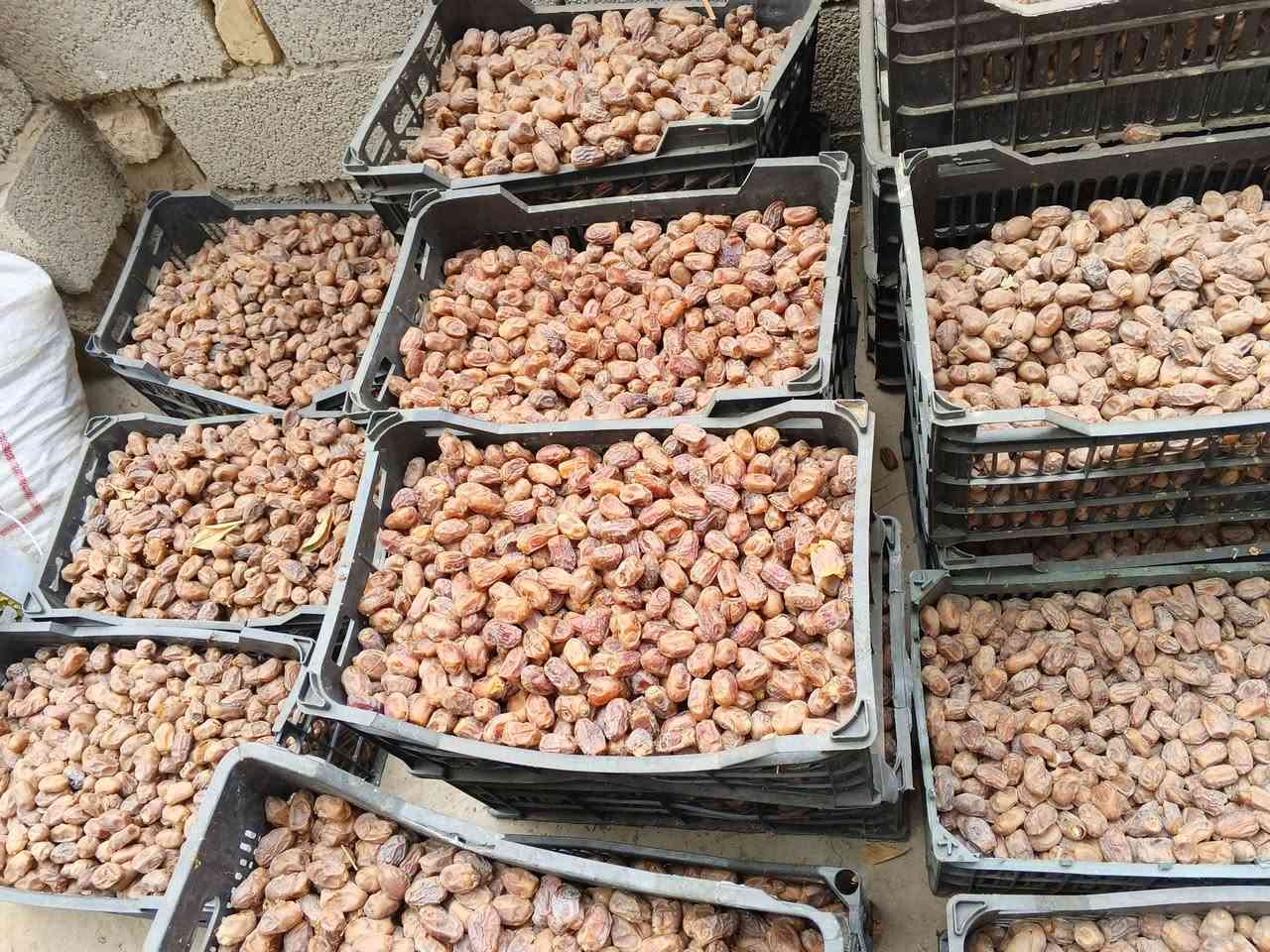 تمر شويثي • نظيف • للبيع