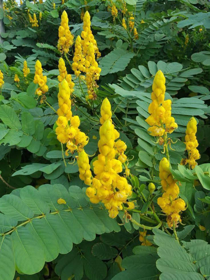 متوفر في👈 مشتل النورين 

الكمية محدودة

شجرة التيكوما الصفراء 🌼🌼🌼🌼

 
اغرسوا التيكوما باه تزيان الحومة 👌
الوصف : 
تمتاز شجرة التيكوما  بأنها دائمة الخضرة ، وتأخذ نظرك بأزهارها الصفراء الرائعة ، الكثر من الحدائق الخارجية تتزين بها فهي قابلة للتقليم والتشكيل حسب رغبتك لتعطي منظراً رائعاً ، يصل إرتفاع شجرة التيكوما الى اربعة امتار وقد يصل الى خمس امتار ، زهورها ذات شكل انبوبي أصفر اللون ،  تبدأ فى الظهور فى فصلي الربيع والخريف وأفضل ما يميز التيكوما ستانس هو أنها تتحمل درجات الحرارة القسوة و الجفاف ، وتنمو في التربة المفككة ، جمال اوراقها الأخضر دائم وقد تظل أزهارها ما يقارب الثمانية أشهر ، كما تتحمل شجرة التيكوما الأجواء الحارة والمناطق الحارة عموماً  مثل الشهيلي 

كما أن شجرة التيكوما تتحمل الملوحة .
 
انصحكم بزراعتها👍 #الالبيزيا_الاكاسيه_المصريه_الاكاسيه_الافريقيه كل هاذي الانواع متوفره داخل مشتلنى 
 #عنوانه_صويره_شارع_الغطاس_خلف_المجمع_السوري_القديم
 توصيل متوفر داخل صويره فقط 📍🚗🚕
 لتواصل والاستفسار 
***********
