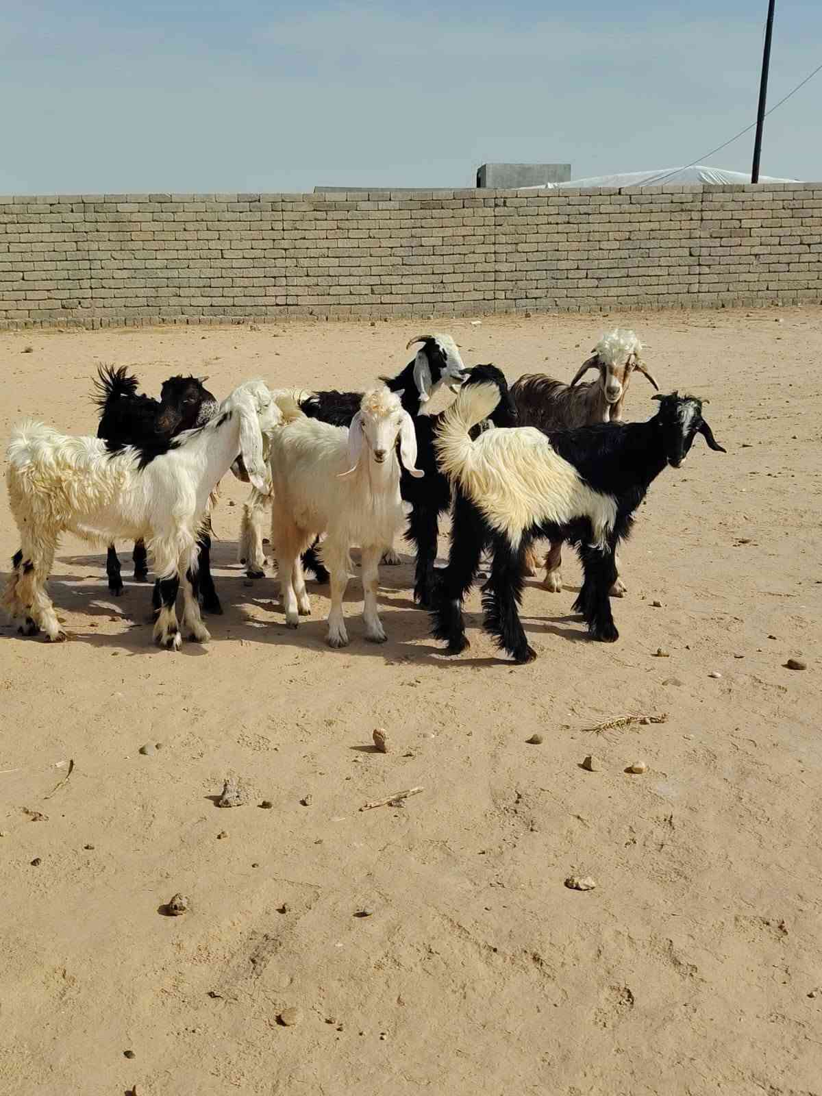 جديان • حلال درجة أولى • الشرقاط