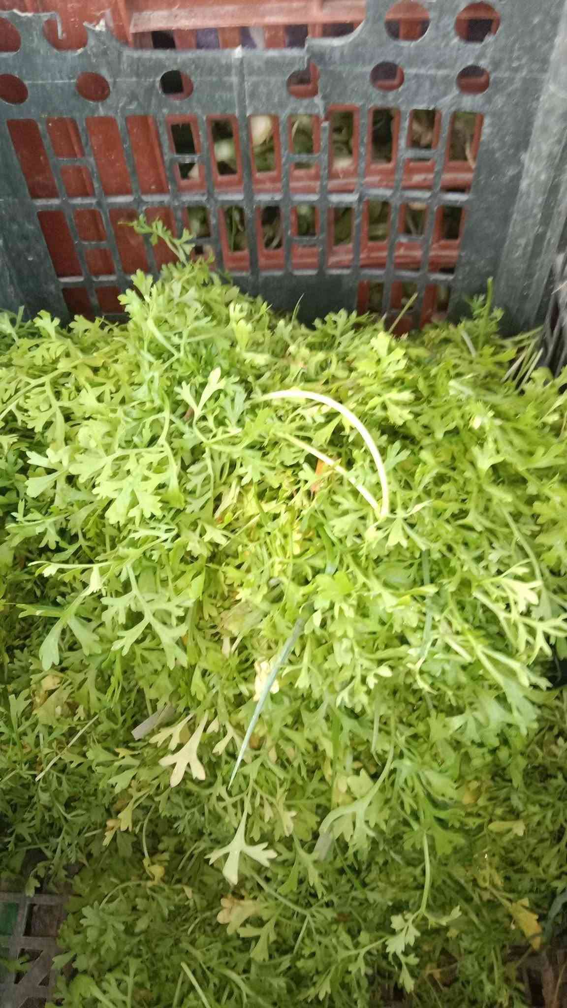 سبيناغ بغداد • فجل أحمر • توصيل