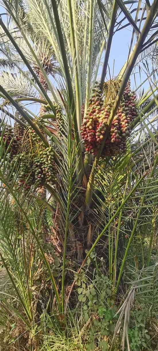 متـــــوفــــر
فسائل بربن
احجام دبة غار واكبر
سعر الفسيل ب 30 الف
***********
