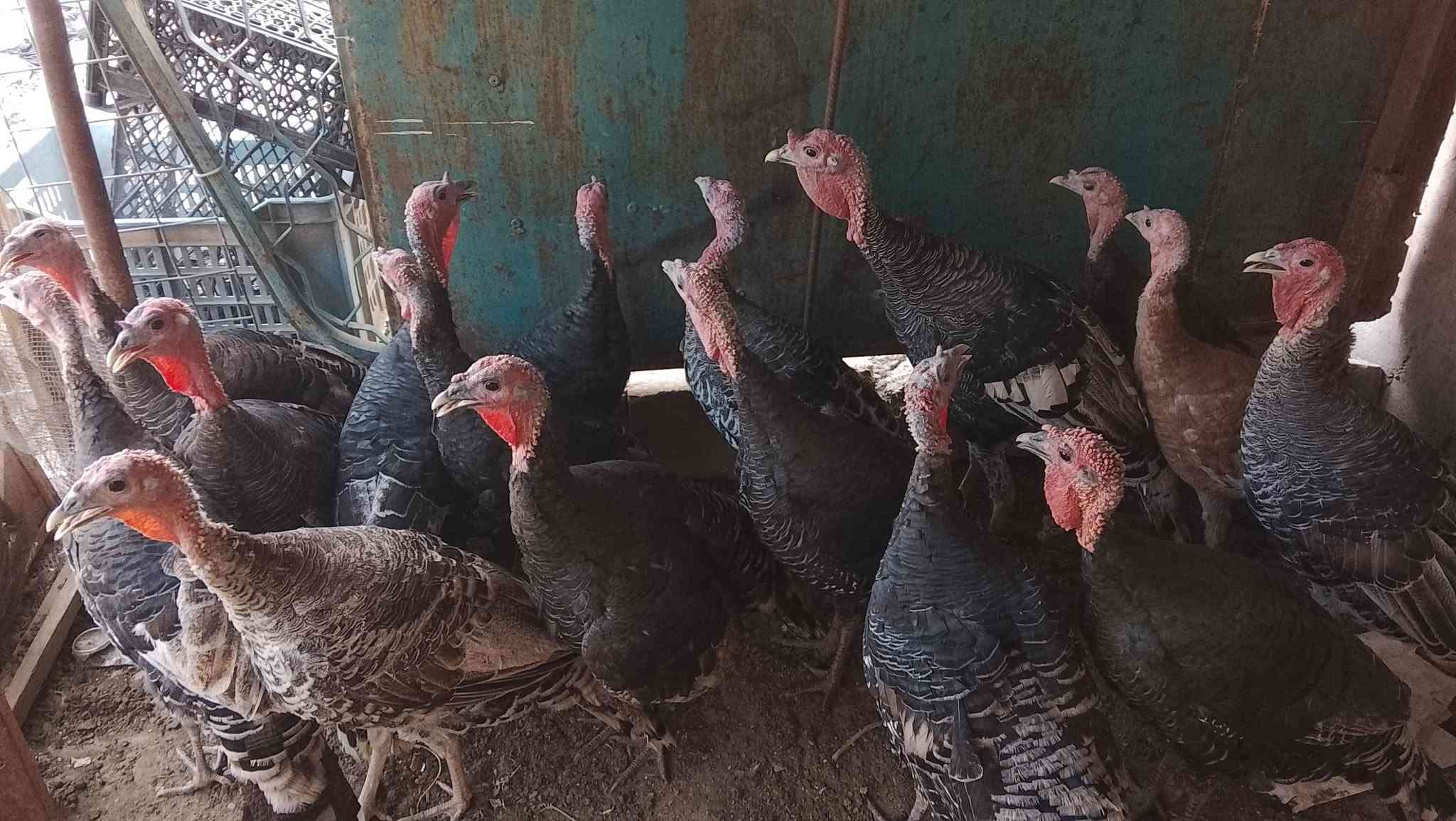 فسيفس عرب • شرط ١٥ • تكريت القادسيه