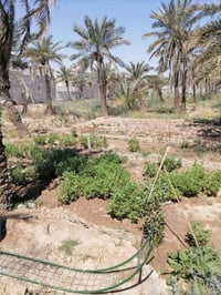٤ دوانم ونص • طابو عراقي • ماي وكهرباء