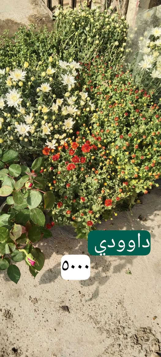 نباتات خارجية • نباتات داخلية • حي العدل