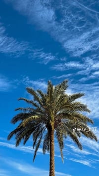 فسائل نخل • شويثي • درجة أولى