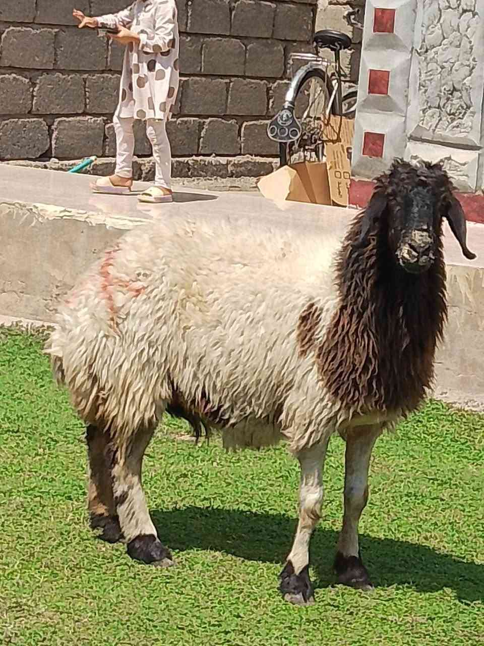 السلام عليكم نعحه خشانه فول سمينه فول مربوطه على طحين صبه مال لحم سنه حيل نضيف ثالث رابع شرط          شرط النصاحه المكان صلاح الدين الشرقاط قرية الحوريه مقابيل السايلو للستفسار اكثر اتصل على رقم ***********
