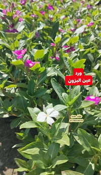 مشتل جوري • نباتات خارجية • اشجار دائميه