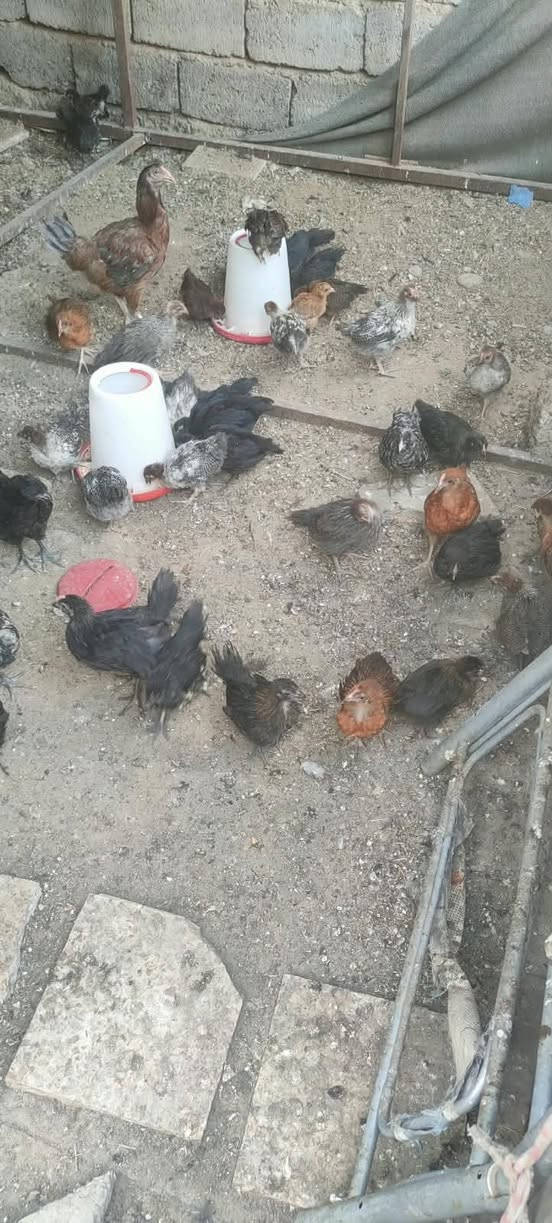 افراخ دجاج هجين إنتاج و لحم
عمر شهر ونص 
ملقح التهابات صرة و نيوكانسل بلماي
نشاط و صحة 
عدد تقريبا 120
مكاني بيجي حي العصري قرب جامع الفتاح 
***********
