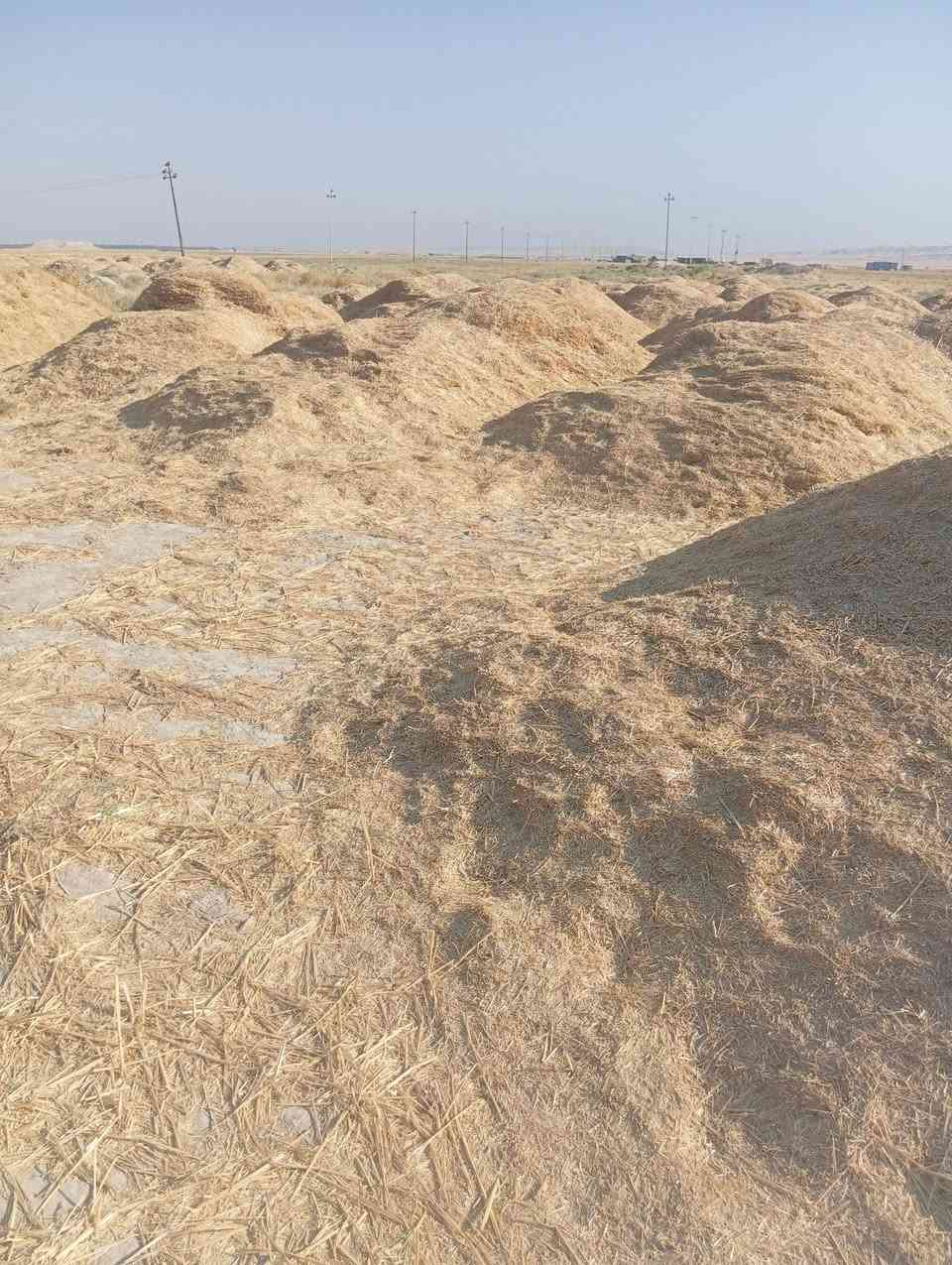تبن لبيع درجه اولى مكان التبن ديالى مندلي استفسار الرقم *********** وتساب
