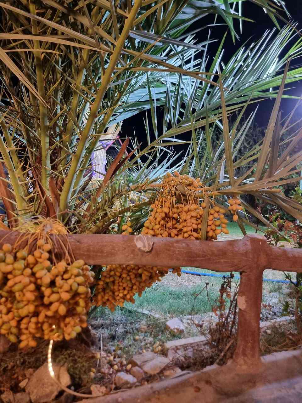 مزرعة للبيع نص دونم طابو(مجموع إيجارها الشهري) ٣مليون 
في بغداد المدائن/ناحية الوحدة موجوده كافة الخدمات 
للستفسار***********  
***********
