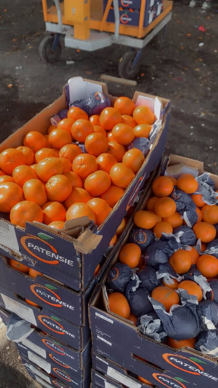 طماطه • بطاطا • عنب حلواني