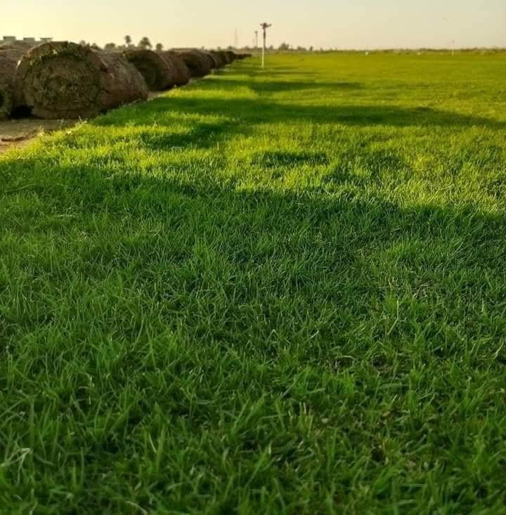 ثيل طبيعي • هندي درجة أولى • تجهيز كميات