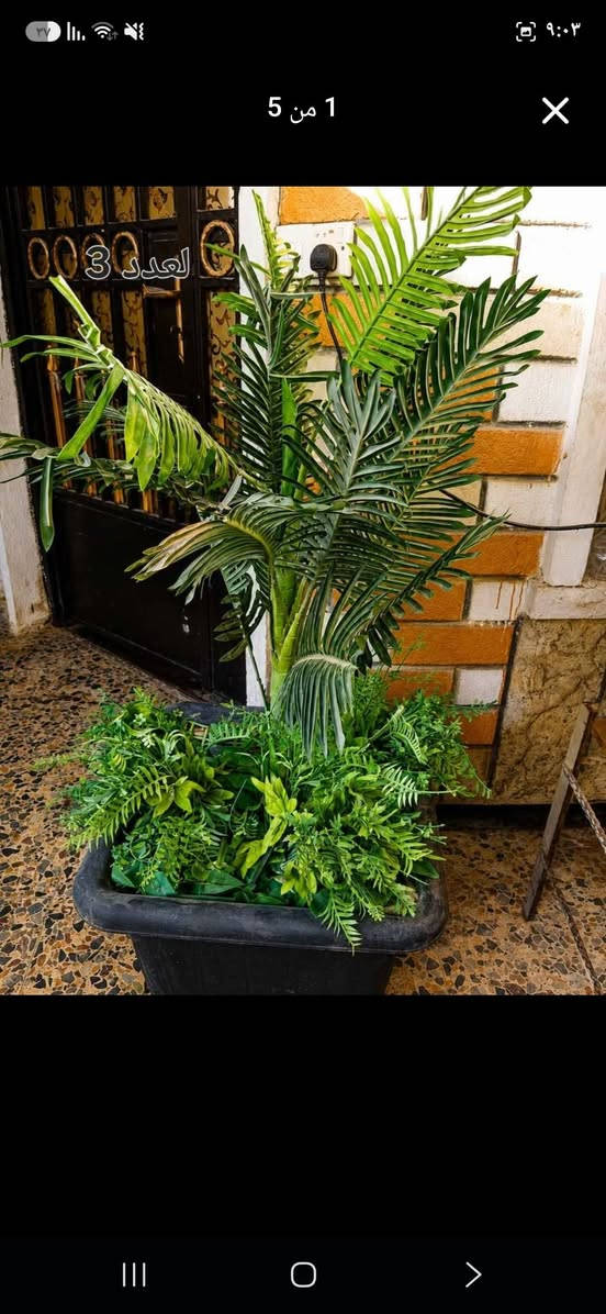 🌿 للبيع حوض زراعي ديكوري مميز جداً 🌿
حوض طويل مستطيل بتنسيق نباتات صناعية خضراء، شكله راقي ويعطي المكان فخامة وحيوية ✨
✅ مناسب للبيوت والمداخل
✅ مناسب للمطاعم والكافيهات والمحلات
✅ نباتات صناعية ما تحتاج سقي أو عناية
✅ تصميم مرتب وجاهز للعرض
✅ حجمه كبير ومناسب للديكور.....السعر الكبيره ١٥٠...والاصغيرة العدد ٣ الوحده ٥٠ وبيهه مجال ..العنوان  بغداد بلديات  الاتصال ع الخاص  ع الوتساب ***********......

نص مكتوب في الصور:
- ٢ من ٥
- 4 من 5
- 1 من 5