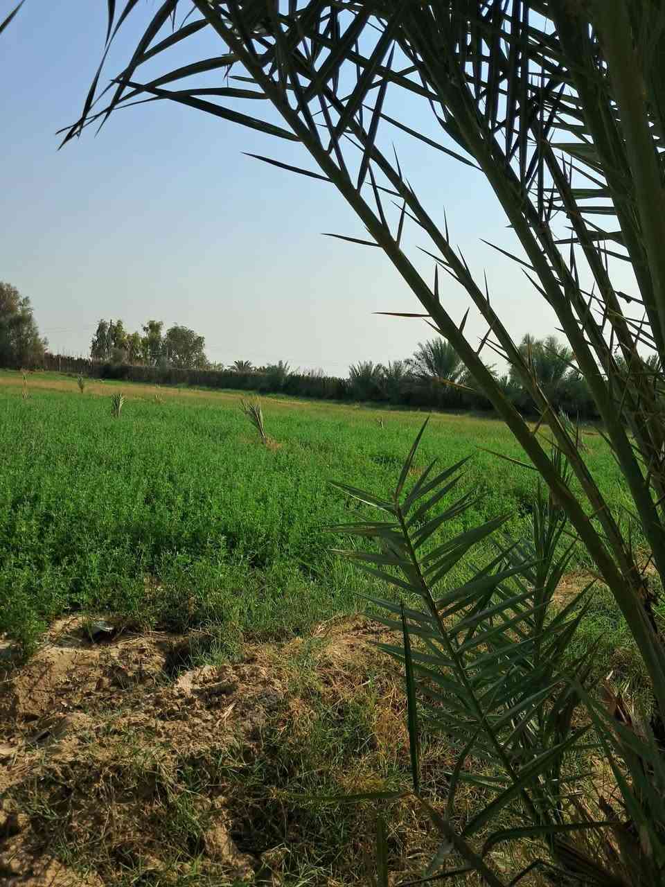 كربلاء طريق المنشاه • ٧ دونم • بيتين