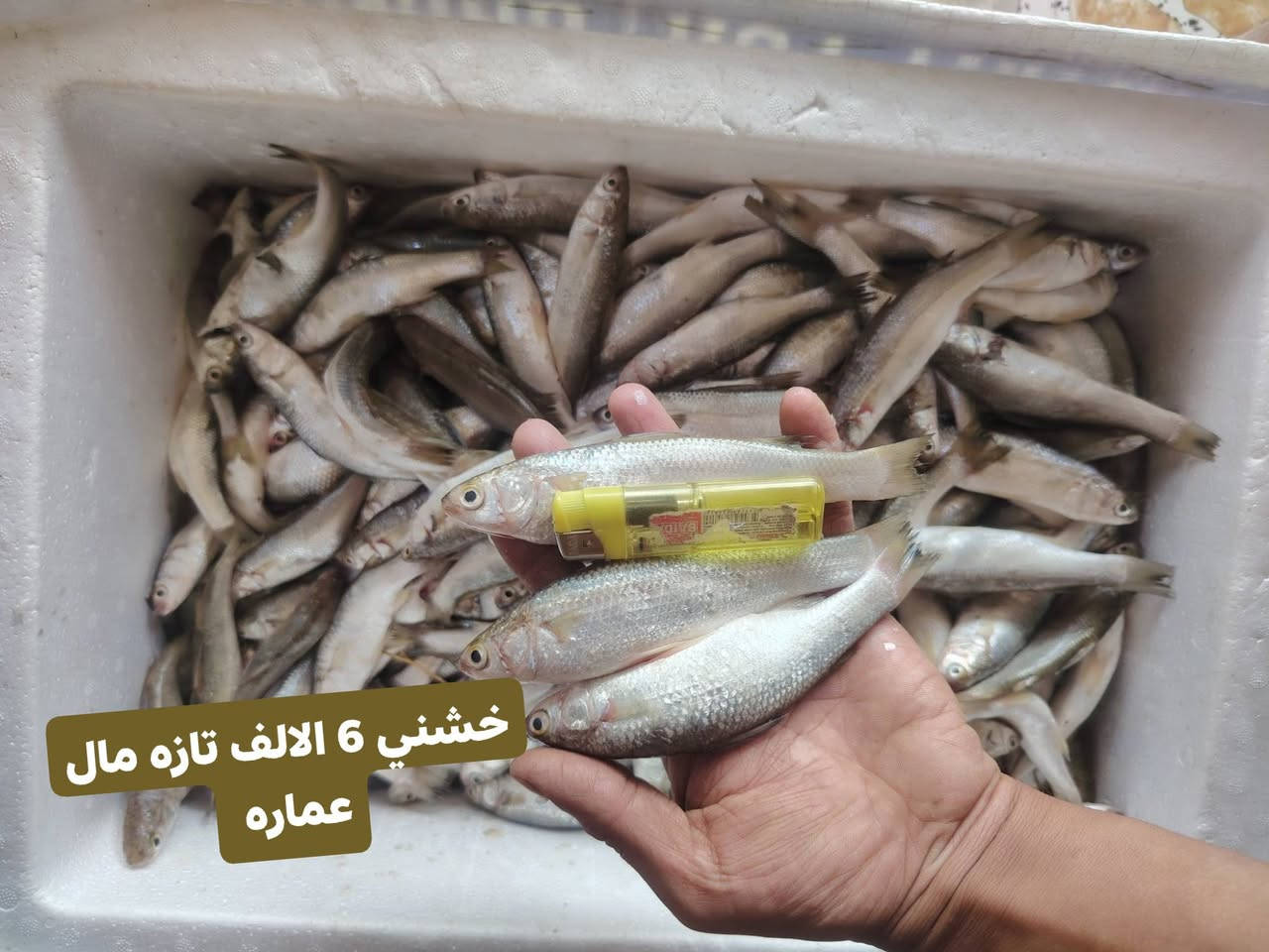 بقالية بركات الحسين • توصيل الشطرة • أسعار خيالية