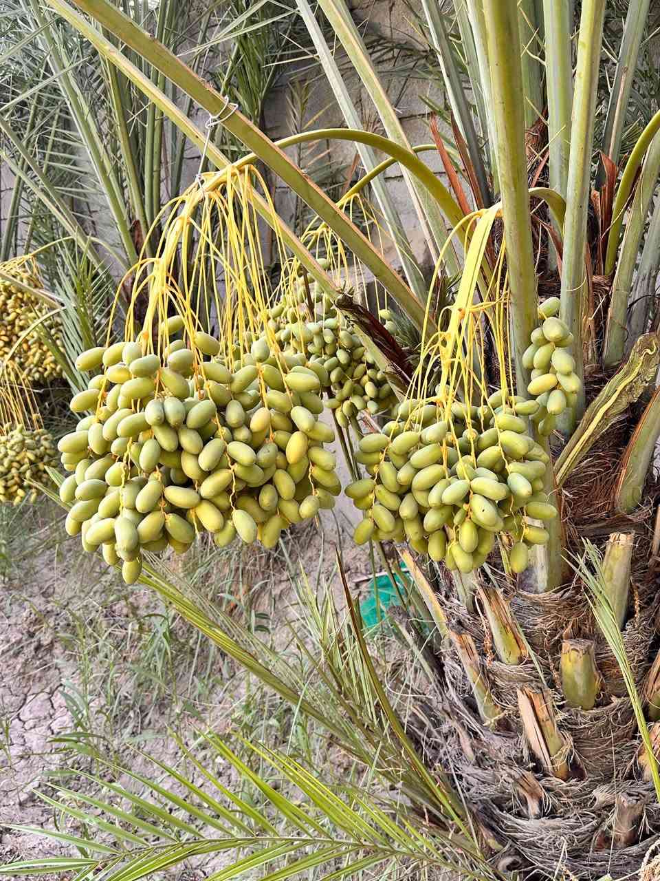 بستان للبيع المساحه 1200م يحتوي على نخيل حمال كما في الصوره العدد 85نخله نوع النخيل
شكر وشويثي وگنطار  بل الاضافه الى 
تين عدد 4 وتكي عدد 6ونبك عدد 4سبب البيع عدم التفرغ العنوان الصخين مقابل الطاقه الكهربائيه جيهه الجامعه للتواصل على الرقم ***********

