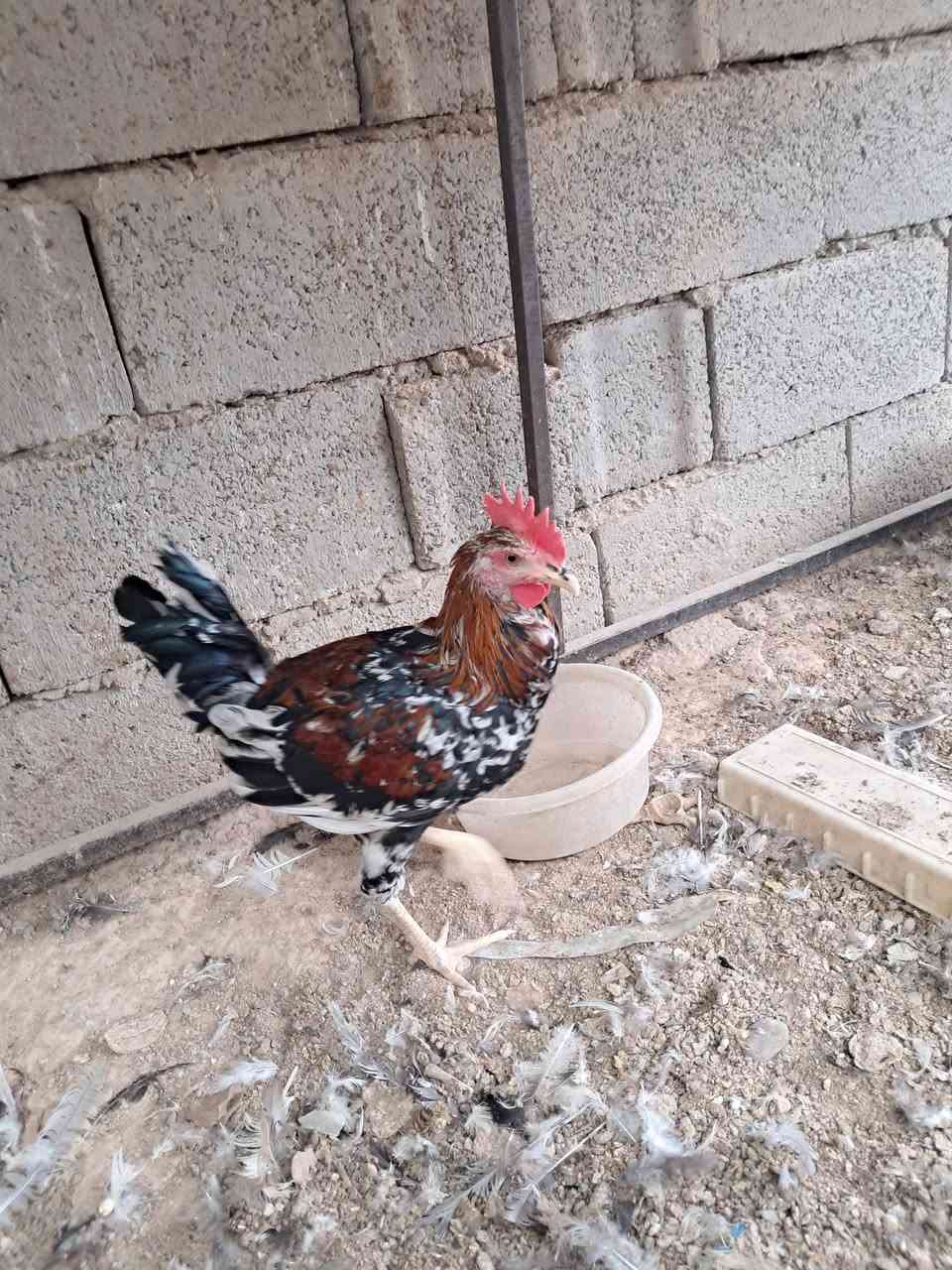 بورسلان • المنيوم • سامراء