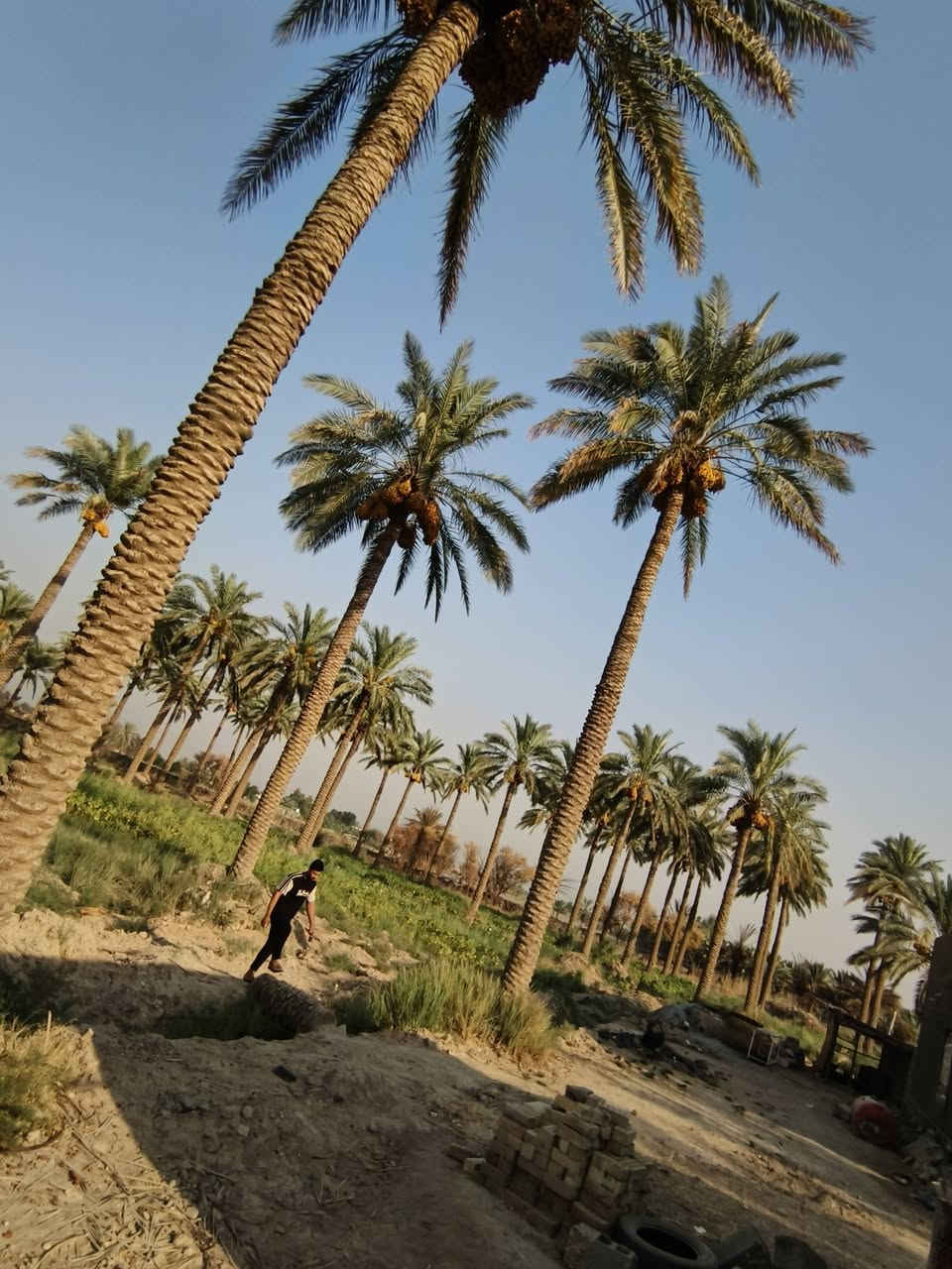 السلام عليكم نخل لضمان سعر النخله ٣٥ قفل الضمان يتصل ***********
