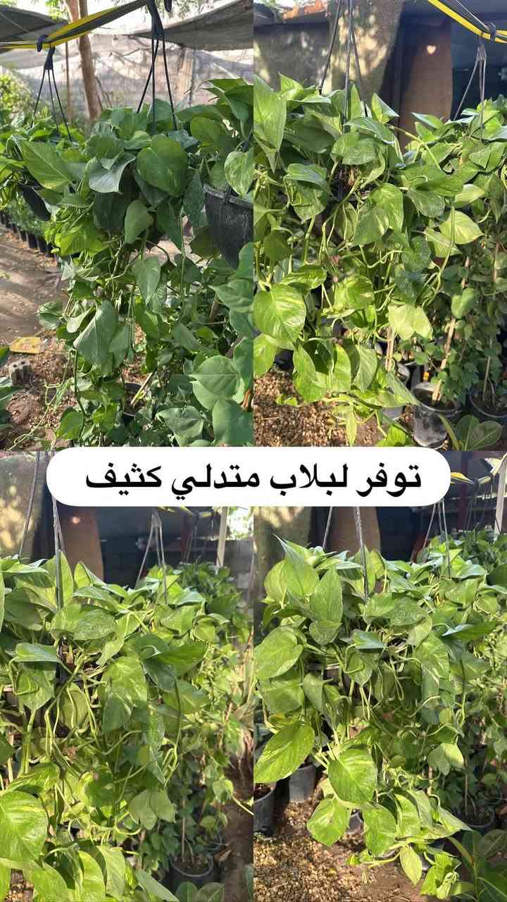 اللهم صلي وسلم على سيدنا محمد وعلى اله وصحبة وسلم تسليما.
توفر في مشتل ابو علي الفراجي أنواع الورود المختلفه وضليات 🤍

العنوان : بغداد /سلمان باك / قرب جامع سعد /شارع الحدادين 🤍

سوينا لكم بيج على برنامج الإنستقرام لكي نجاوب على اسئلتكم المتنوعه 

اسم البيج : بيج مشتل ابو علي الفراجي 

يوزر البيج: l0.33.m

رابط البيج:https://www.instagram.com/l0.33.m?igsh=bGZmMGw4bTN2ODZw

مشتل ابو علي الفراجي يرحب بالجميع 🤍

نص مكتوب في الصور:
- مشاتل ابو علي الفراجي لبيع الزهور والورود والنباتات وكافة أشجار الحمضيات والنفضيات والنخيل وكافة الشتلات خضرة طبيعية ... لحياة أجمل *********** / *********** I.O.33.m أجمل الزهور وأروع النباتات بأسعار مناسبة مشتل أبو علي الفراجي خير الطبيعة ... بين إيديك زهور وورد نباتات زينة أشجار حمضيات أشجار نفضية نخيل شتلات وستاندين نزرع اليوم .. جمال الغد بغداد - سلمان باك - شارع الحدادين
- توفر لبلاپ متدلي كثيف
- توفر نبات الفيتونيا الداخلي
- توفر لبلاب عامودي كثيف
- توفر جلد النمر حجم كبير
- توفر شجره اريكاريا داخليه
- توفر نبات دي فنباخيه داخلي
- توفر نبات الكراتون داخلي
- توفر نبات كلومنيا الداخلي