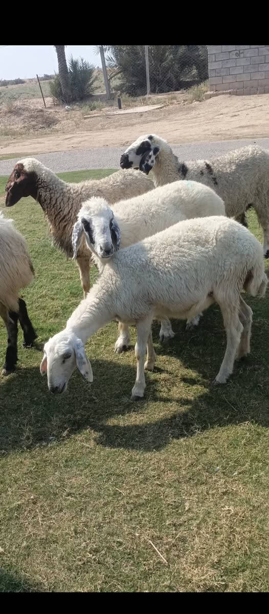 بسم الله ما شاء الله متاح للبيع  العدد 6 حلال درجه اولى كله على اول بطن وثاني بطن وين اللي يدور درجه اولى عشر فوق الثلاث اشهر خير من الله وين الجنه  عمي حلال خير من الله مكانه بغداد المشاهده قرب التاجي السعر خاص وين الجنه  عمي اللي تدور اصايل وحلوه (‪***********
