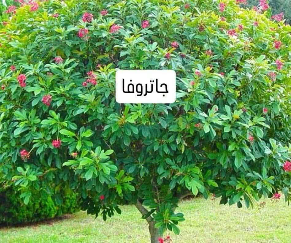 مشتل الآخوين • جاكرندا بنفسجي • جاتروفا