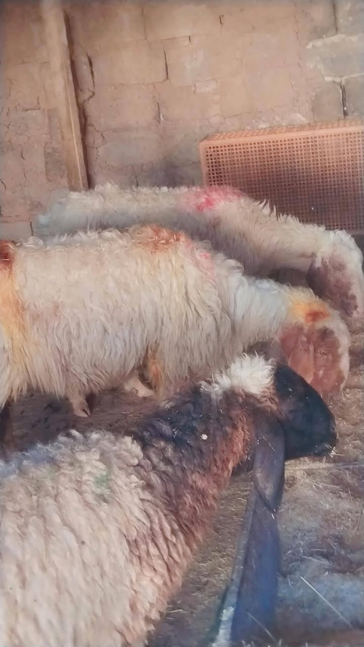 نعاج • ٣ قطع • اسديره الفياض