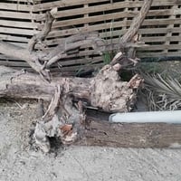 حطب يابس • فلوجة الازركيه
