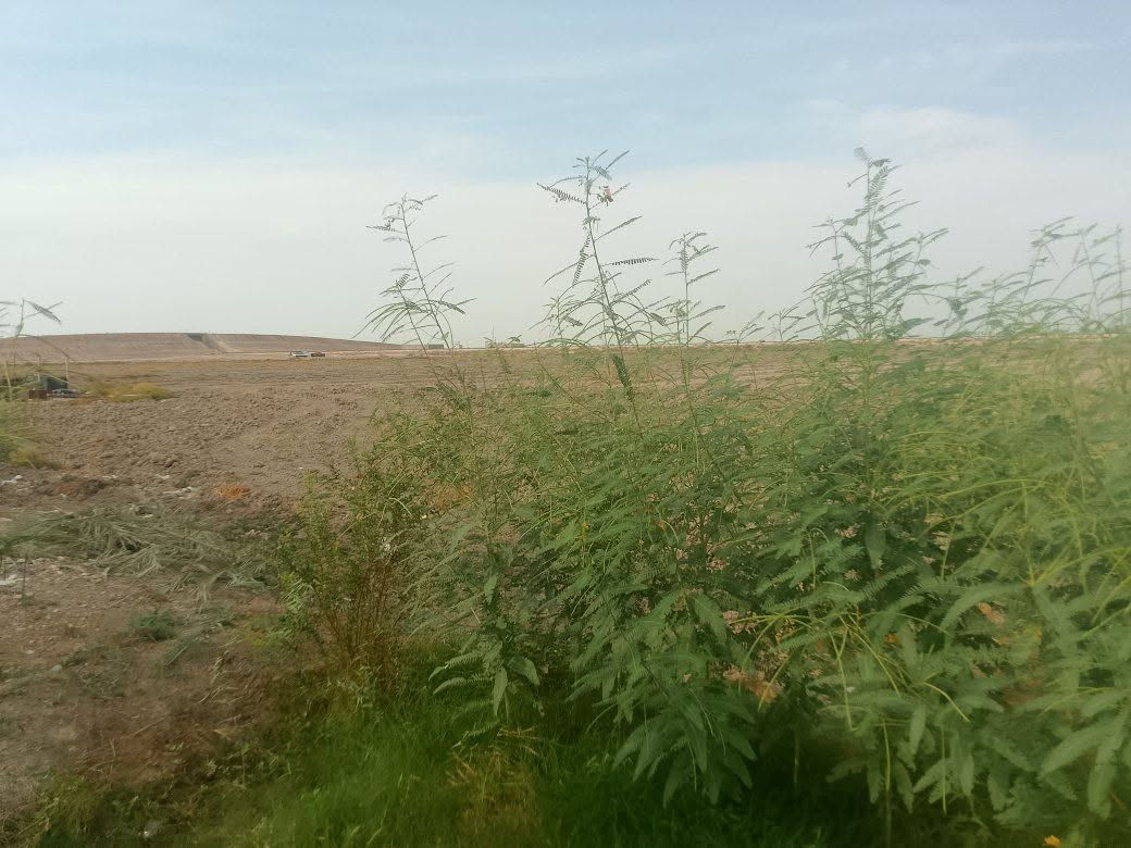 ١٠ دوانم • ابو غريب • خلف جوهره