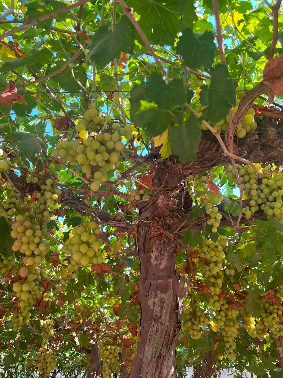 شلونكم ويه الحر😄اذا اشتاقيتو لأجواء الشتاء والبرد مزرعتنا بانتظاركم🏊🌴🍇🍐انتعاااش
***********
