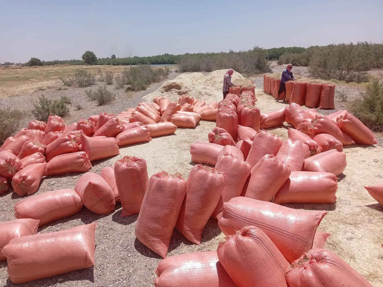السلام عليكم يوجد تبن للبيع شلفان السعر ٣٠٠٠ الشليف واصل البيت ومال الحنطه مال السنه شرط نضيف القياس الشليف عرض ابو ٧٠ ارتفاع ١١٠ ويوجد خدمة توصيل والاستفسار *********** *********** /وملاحضه يوجد تبن عرباين دبل الكميه خير من الله /وشرط نضيف وناعم مال السنه /المكان قضاء الشرقاط قرية شاطي الجدر

