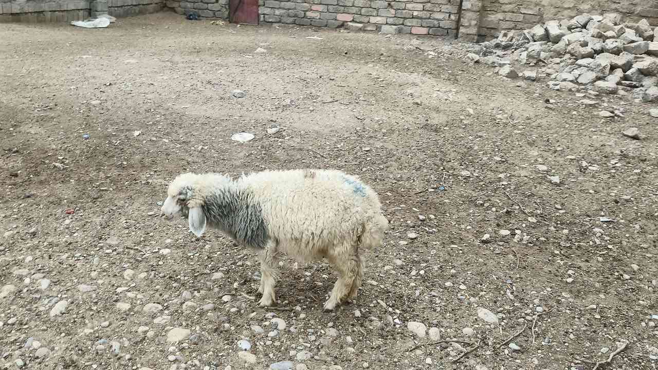 طلي • بيجي • حي العصري