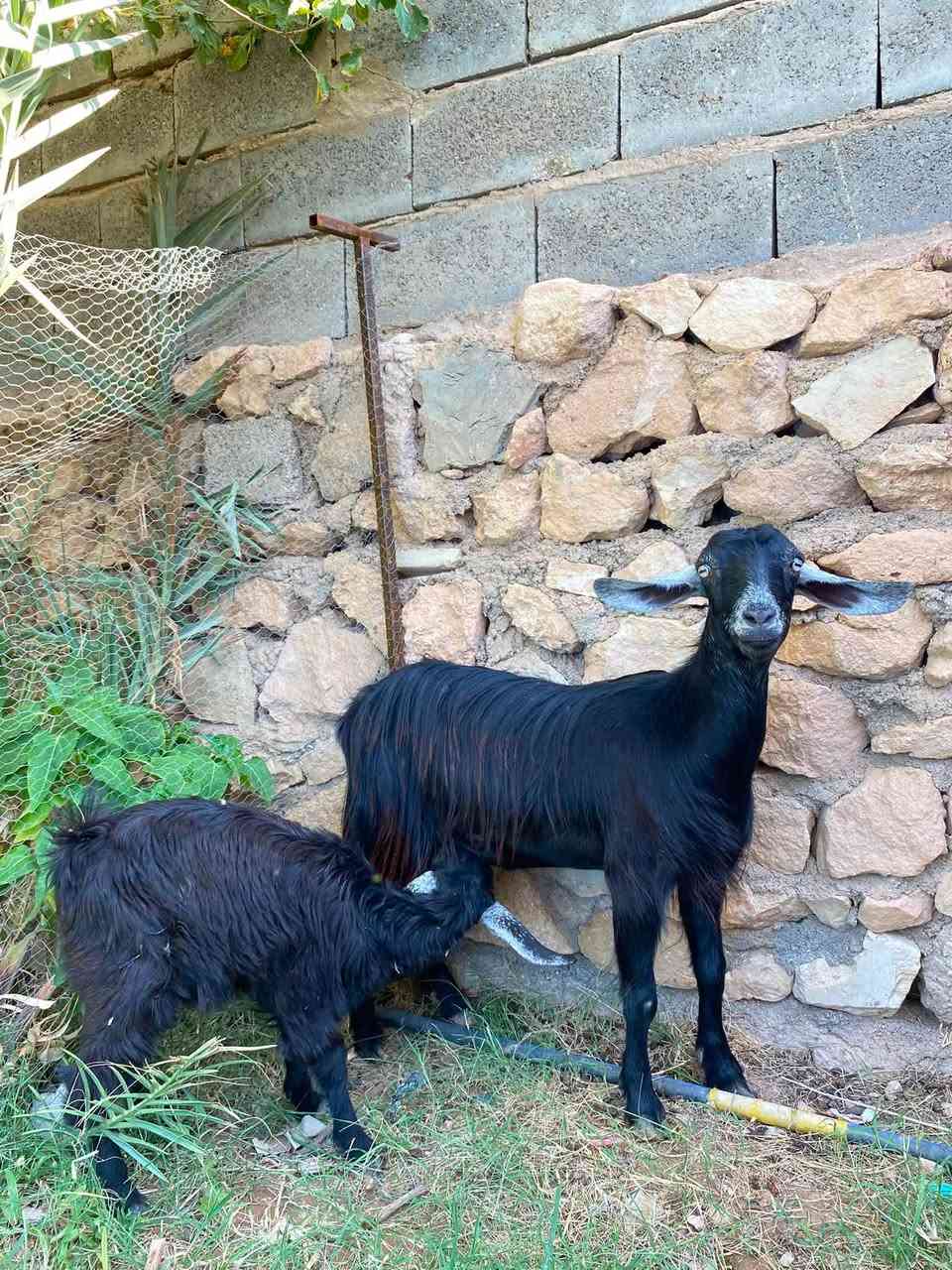 صخله اول بطن وراها جدي عنز مقفله لحم سمينه فول مال ذبح تقريبا ١٨ كيلو تروح كصابه وجنيه حلوه ومرتبه سعرها ::340الف وبيها مجال مكان حديثه ***********
