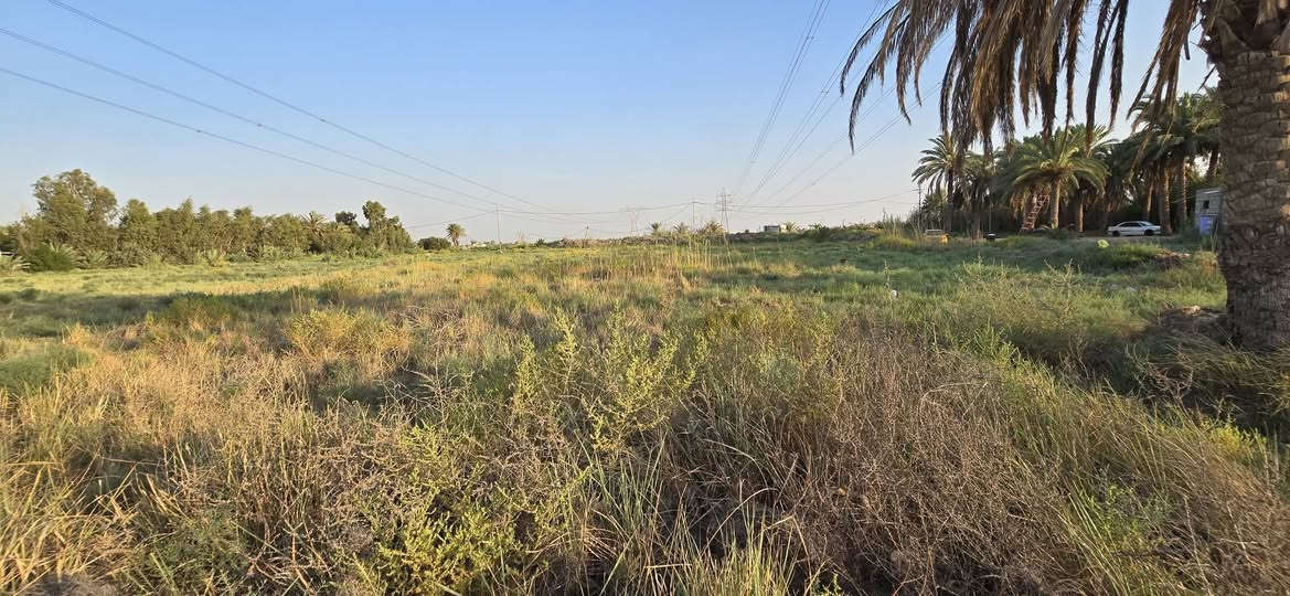 الديوانية السدير • ١٠ دونم • ٣ بيوت وبستان