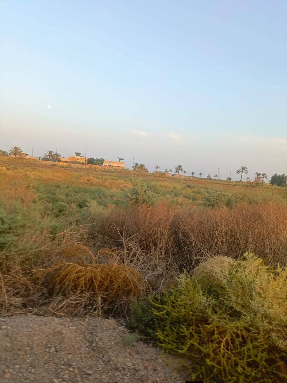 ٢ دونم • طابو زراعي • الرمادي جزيرة البعيثة