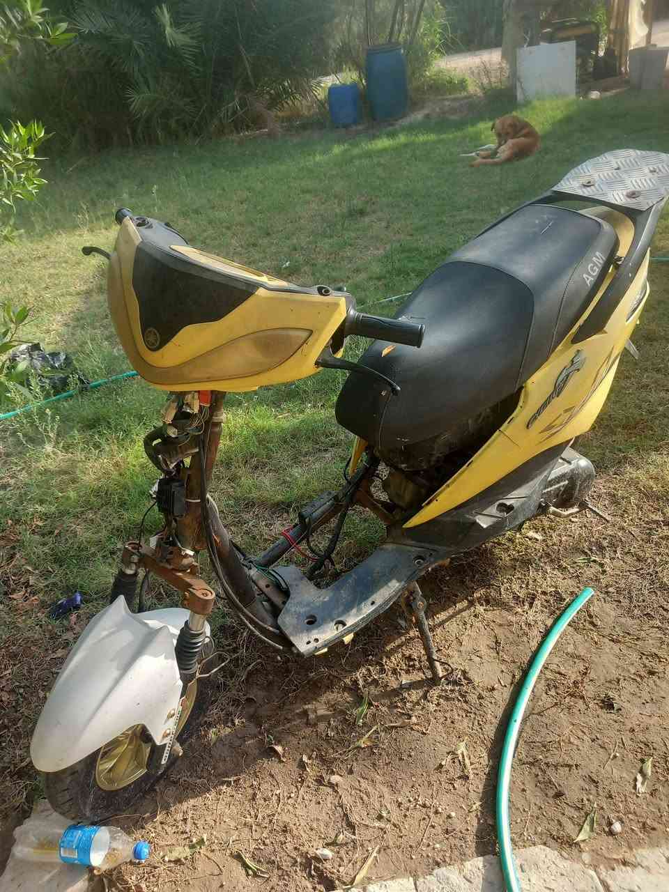 سكنس • صيني
