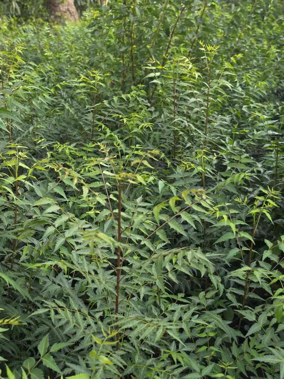 نبات النيم الهندي (Azadirachta indica) 
​صيدلية الطبيعة الخضراء وأحد أشهر النباتات العلاجية في العالم.
​الفوائد الرئيسية:
​مكافحة الآفات: يُستخرج منه زيت النيم، وهو مبيد حشري وفطري طبيعي وآمن للزراعة العضوية.
​العناية بالبشرة والشعر: يمتلك خواص مضادة للبكتيريا والفطريات، فيُعالج حب الشباب، القشرة، ومشاكل الجلد.
​صحة الفم: تُستخدم أغصانه تقليدياً كـ "مسواك" لتنظيف الأسنان وحماية اللثة.
للطلب: تواصل معنا عبر الرسائل أو الرقم: [***********--***********]
📍 الموقع: [بغداد_الكريعات خلف شارع المعارض]
