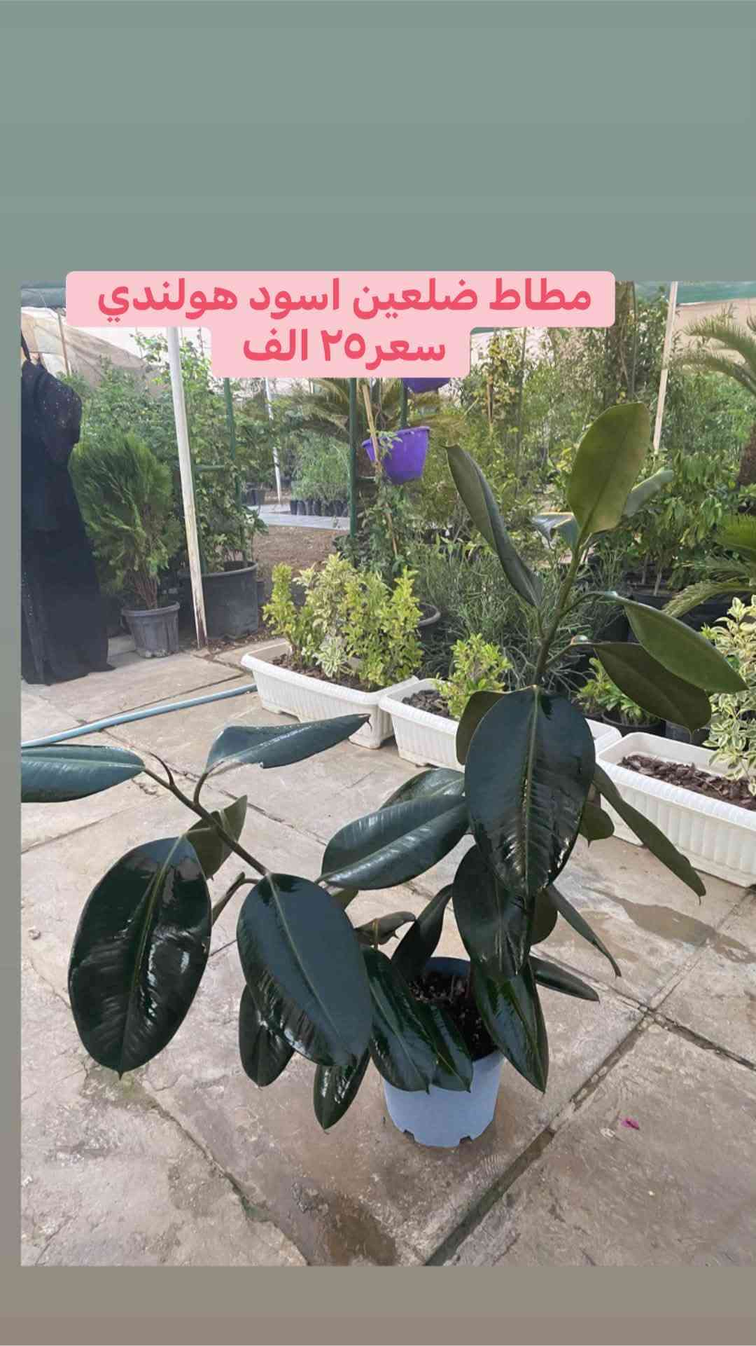 كه ياندن هه يه
توصيل متوفر كافه محافظات

نص مكتوب في الصور:
- نبات الهيدر
- سعر ٦ الاف
- جلد نمر طويل سعر ١٥ الف
- ٣٥ الف
- يوكا جبير ٦٥ الف يوكا صغير ٢٥ الف
- لب لاب طولي ١٢ الف
- الببروميا طولي ١٤ الف
- مونستيرا سعر ٣٥ الف
- مطاط ضلعين اسود هولندي سعره ٢٥ الف