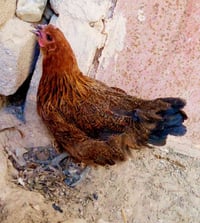 دجاجه بياضه • ديج • الشطره