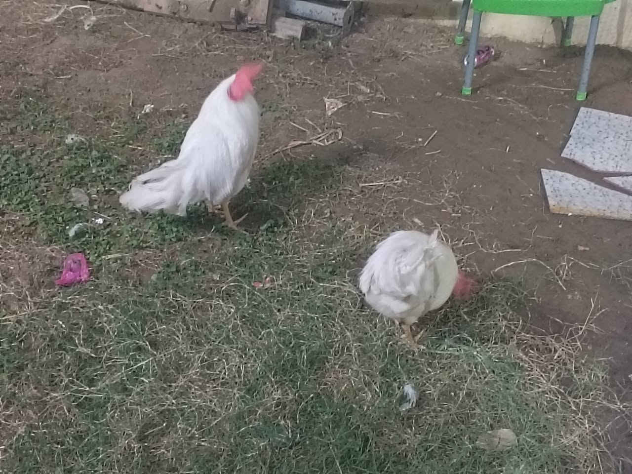 ديوجه عرب لبيع سعر ال واحد ب 25 
***********
